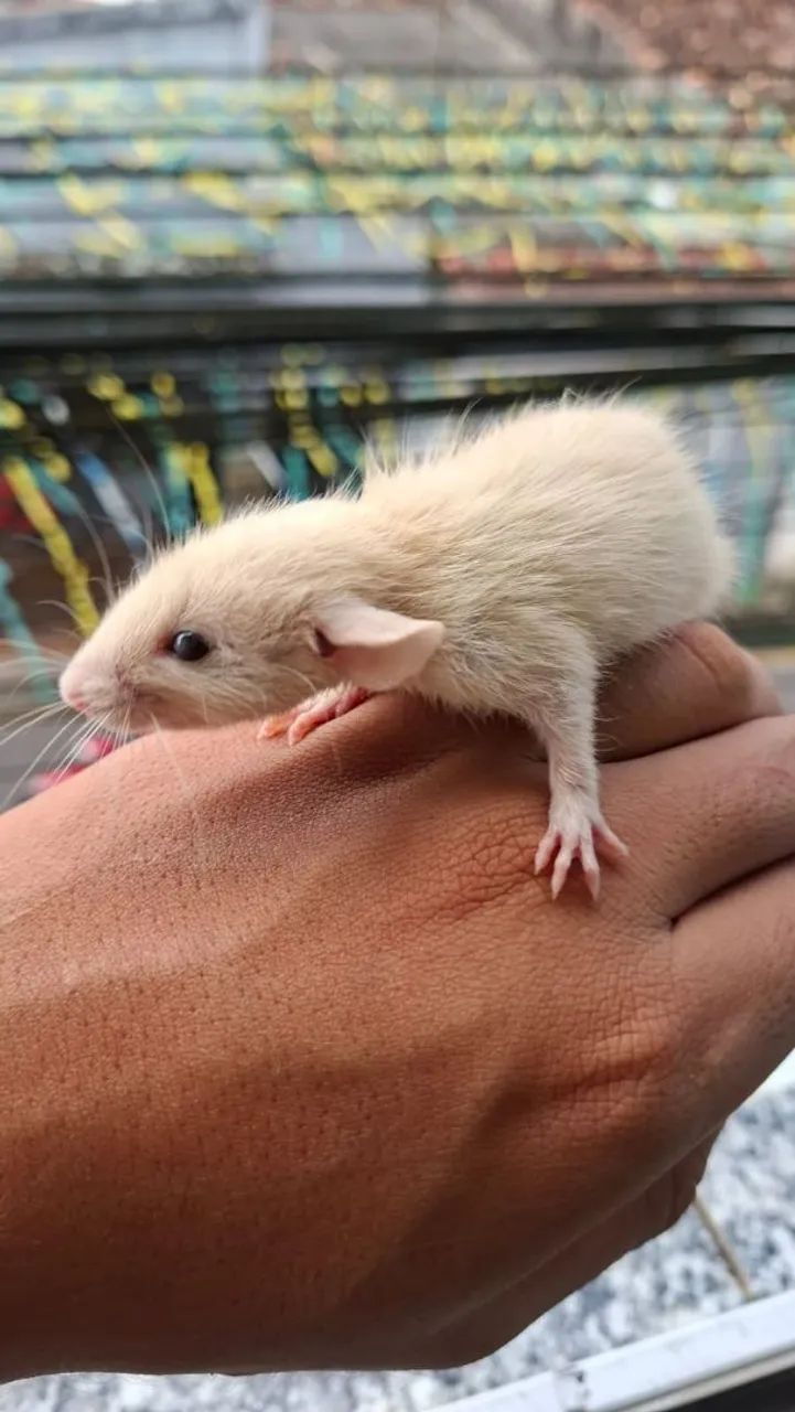 Rato twiste  - Foto 2