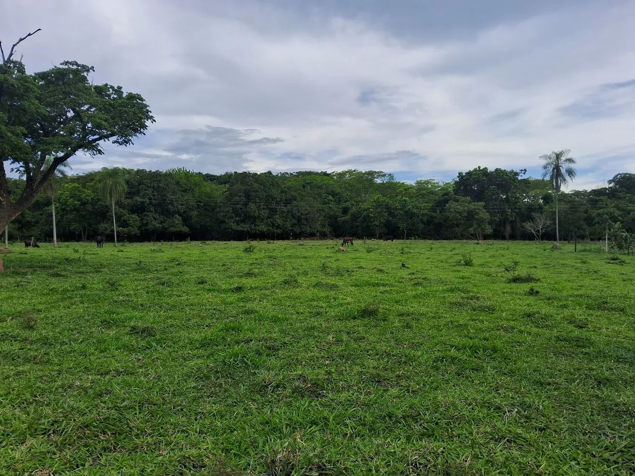 Chacara Taboco, Corguinho MS - Foto 3