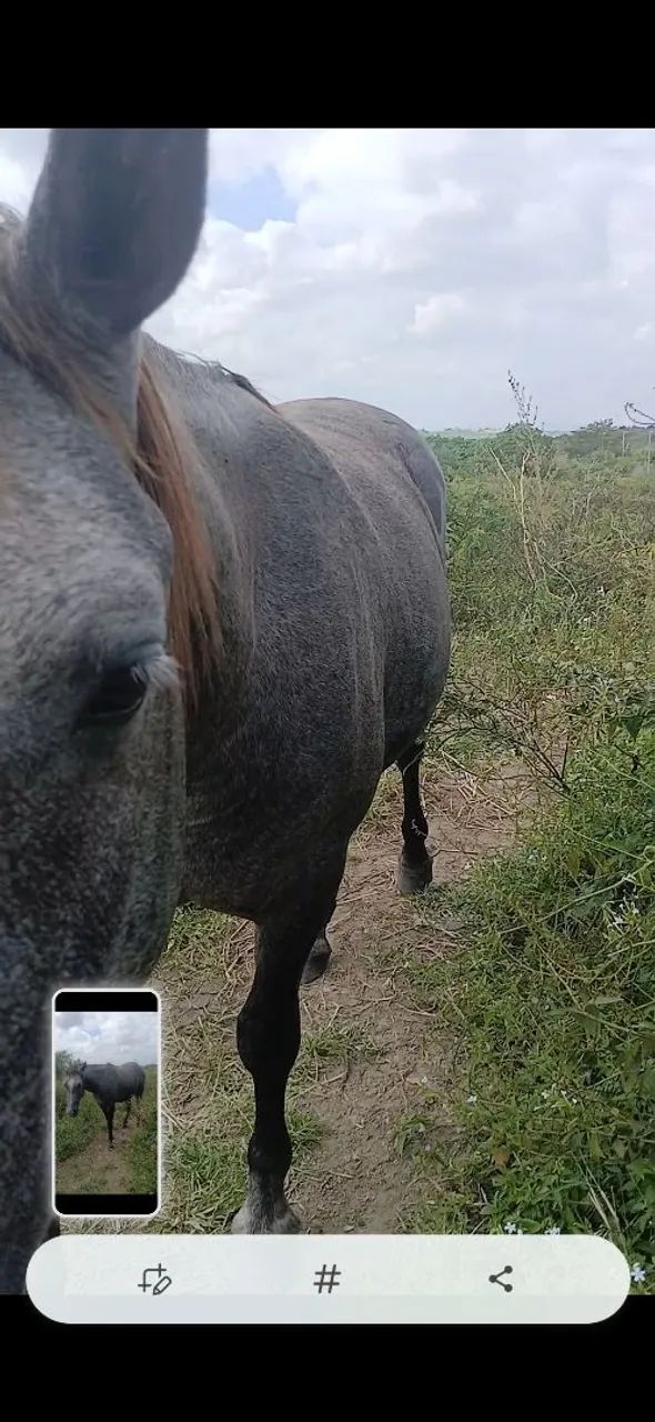 Cavalo QM puro inteiro  - Foto 2