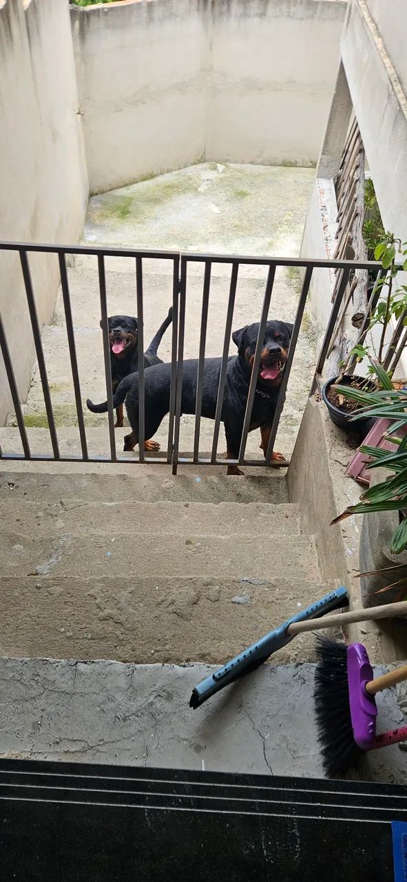 Filhote de Rottweiler  - Foto 3