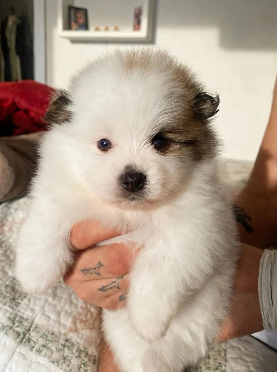 Filhote de Spitz Alemão Macho 