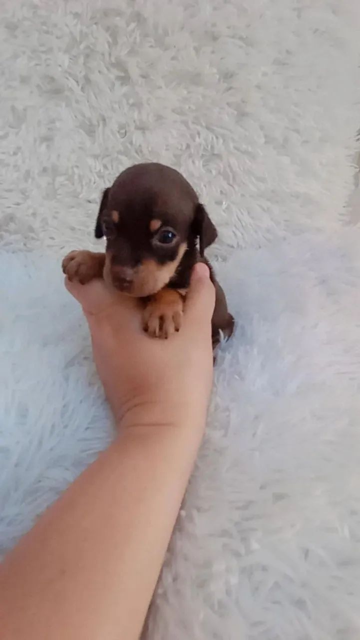 Pinscher chocolate zerinho macho  - Foto 4