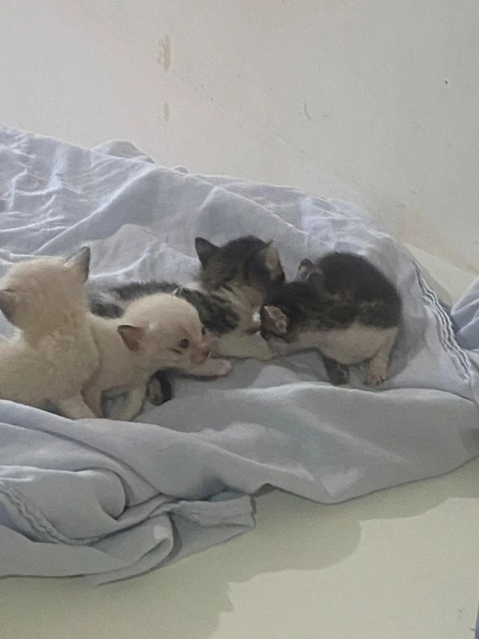 Adoção de gatinhos 
