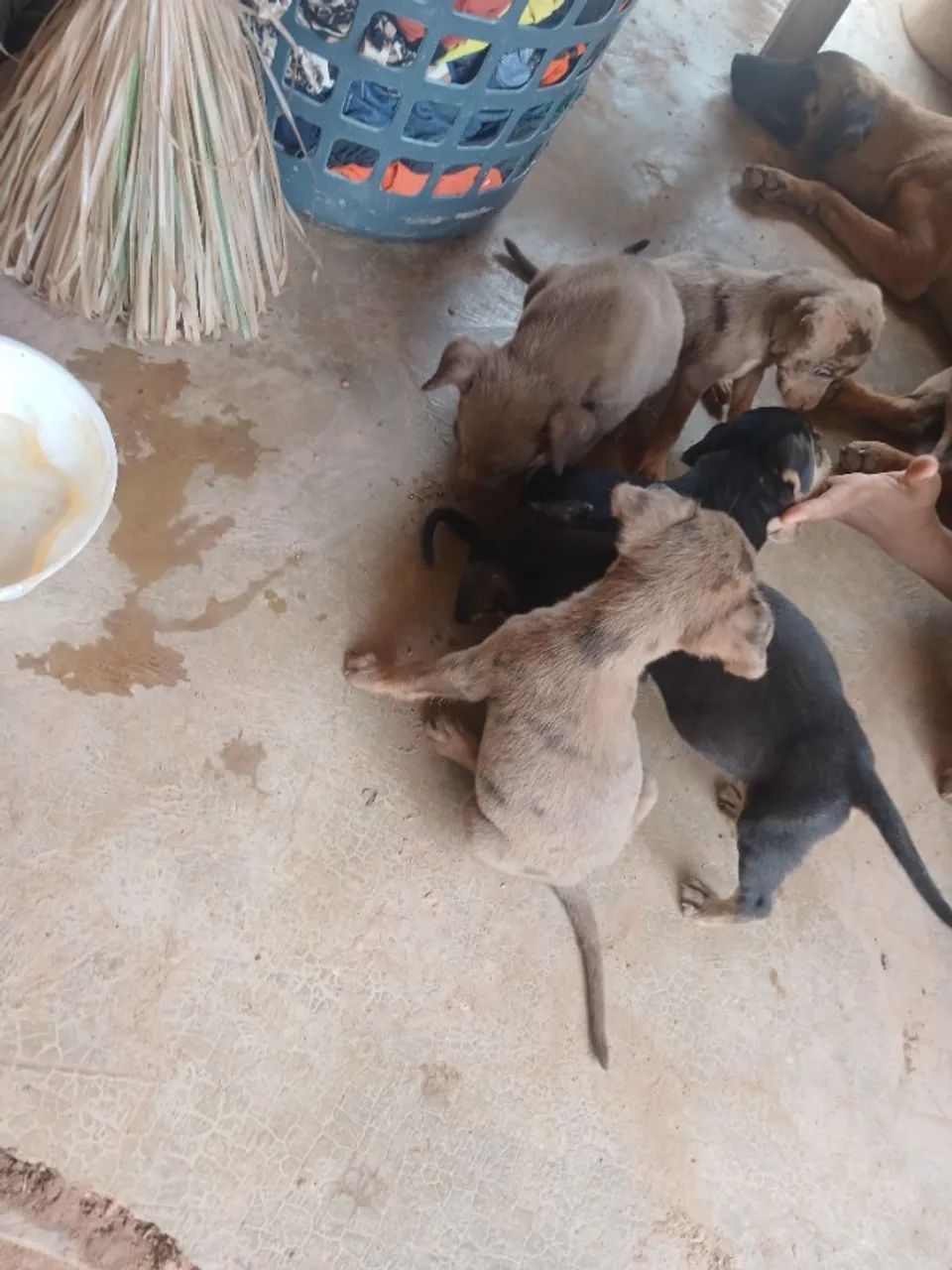 Adoação de urgência de cachorro 