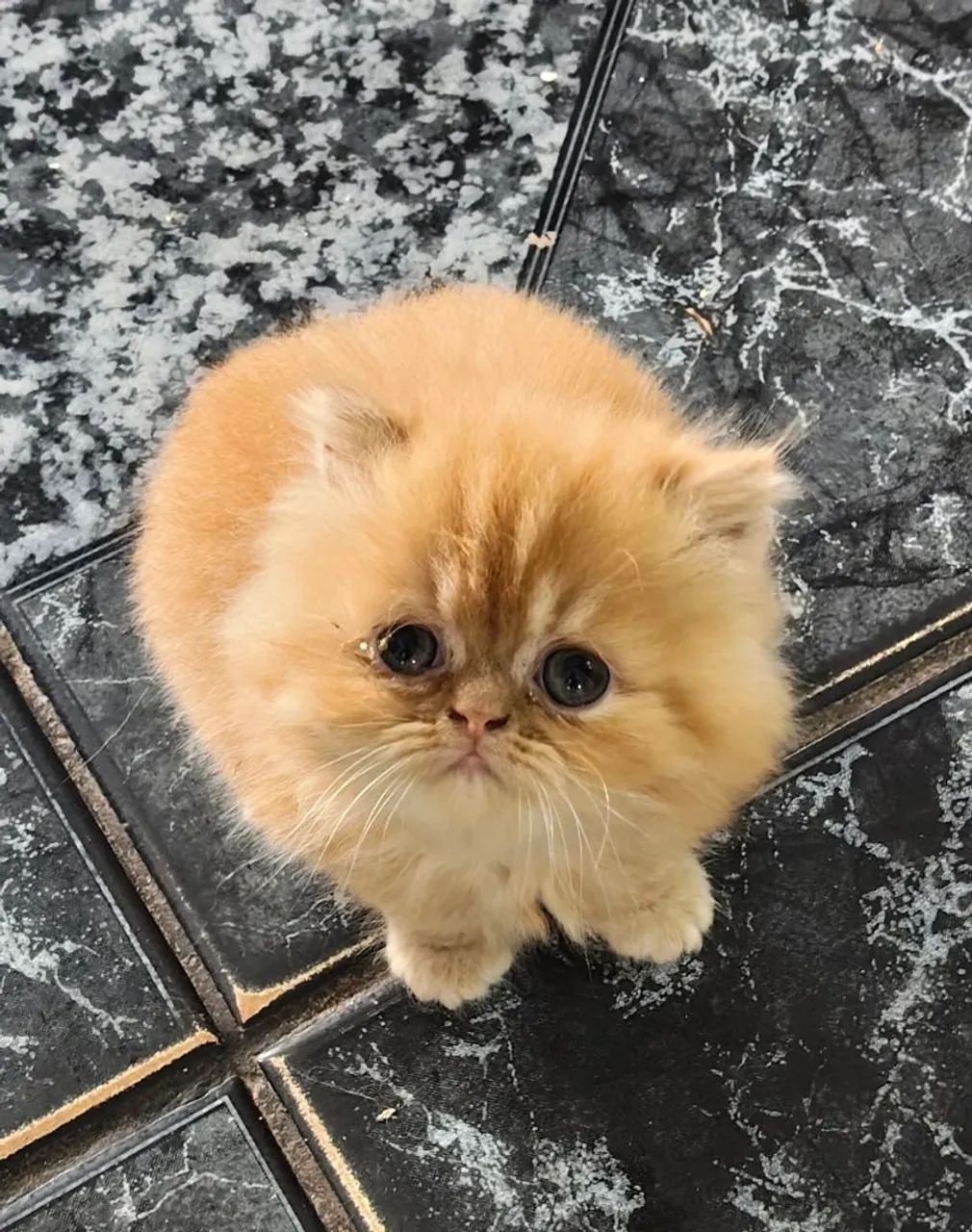 Filhote persa - Foto 2