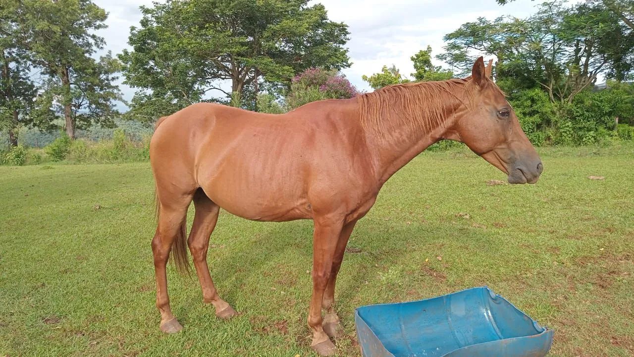 Cavalo - Foto 2