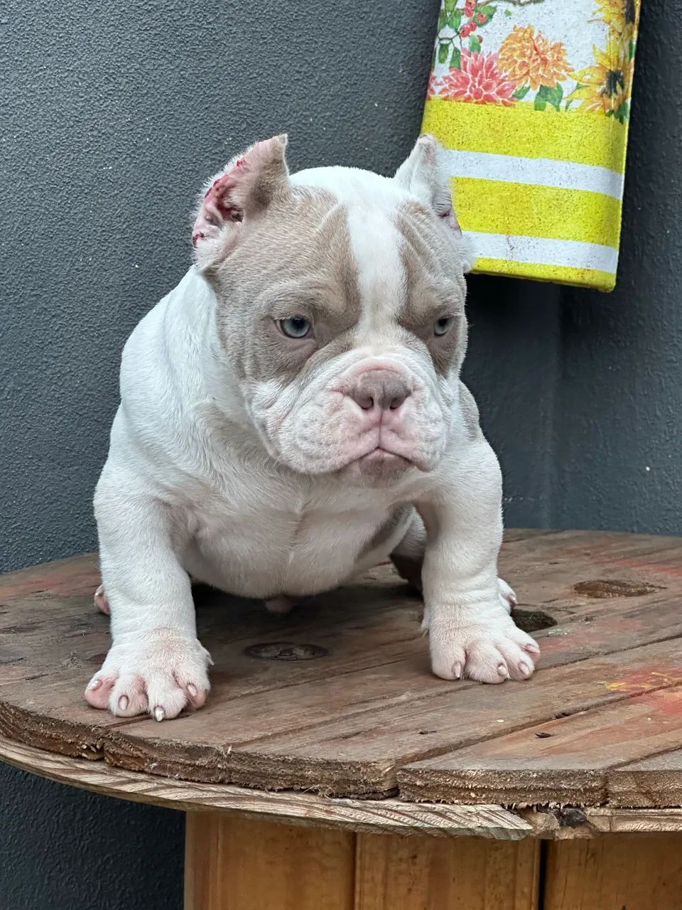 AMERICAN BULLY MICRO - MACHO  - Foto 2