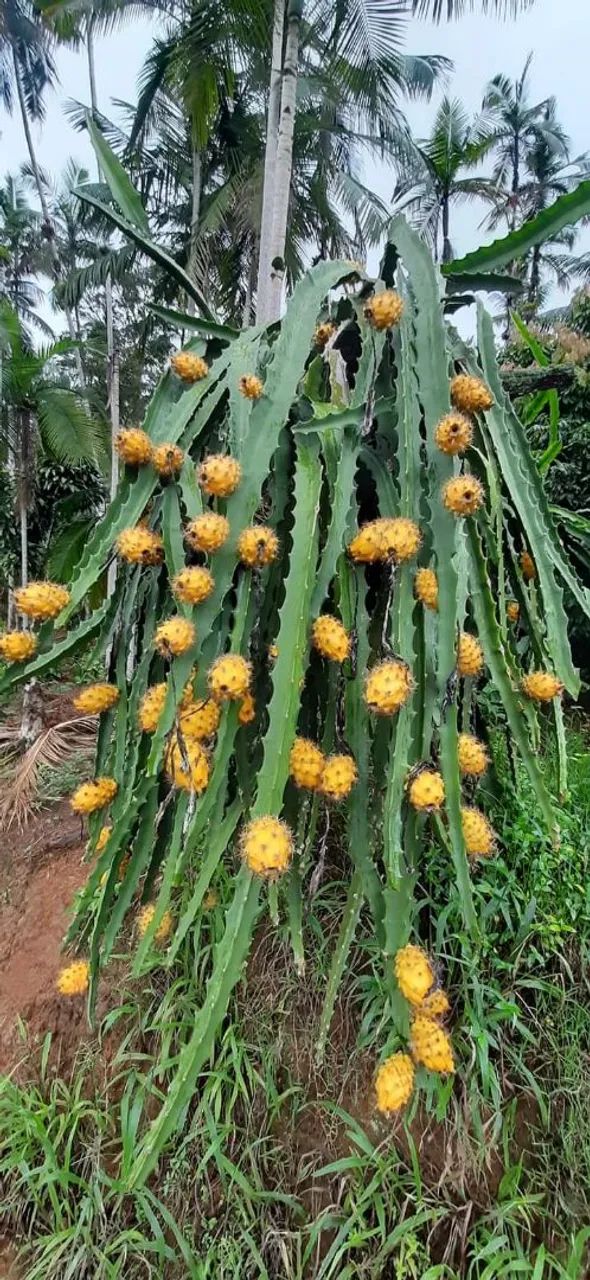 Mudas de pitaya  - Foto 3