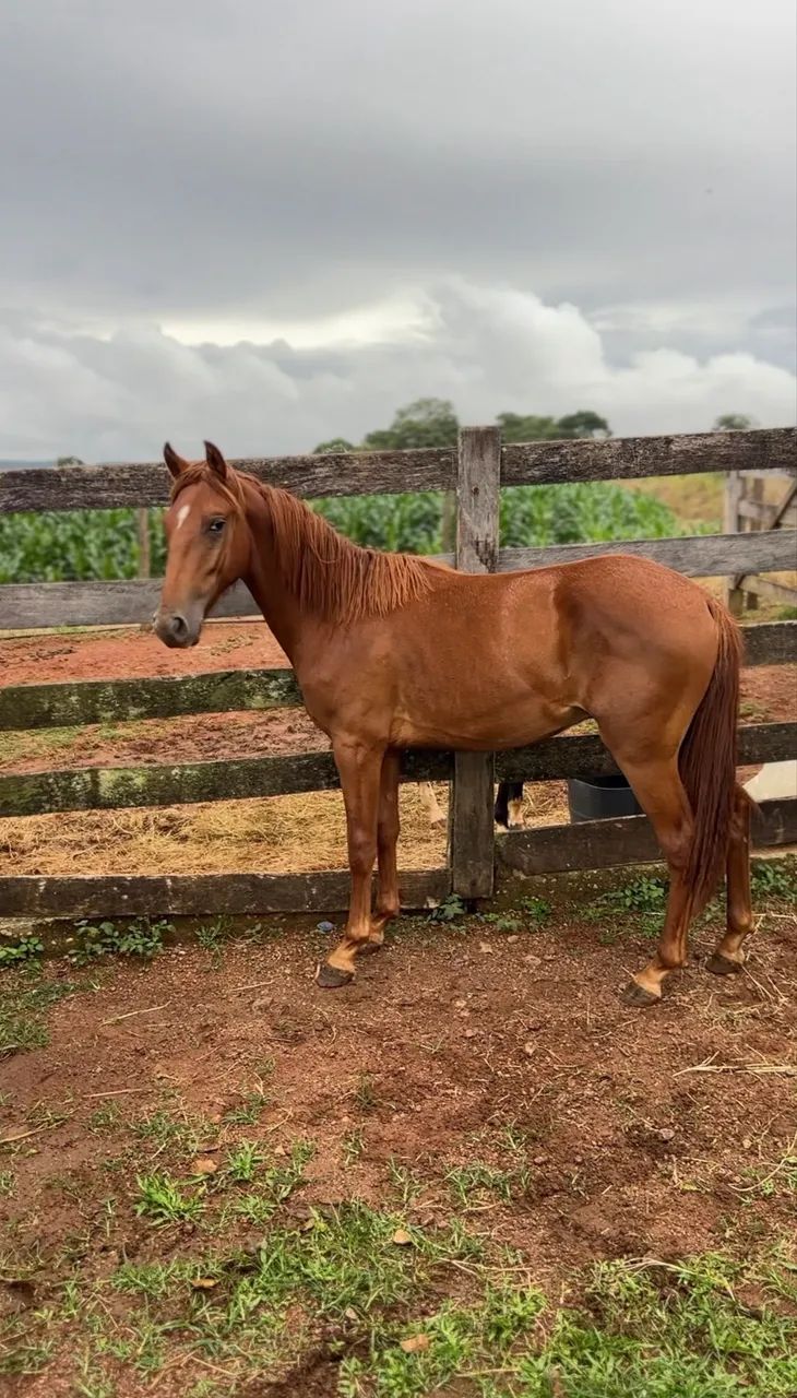 Potro mangalarga 1 ano  - Foto 2