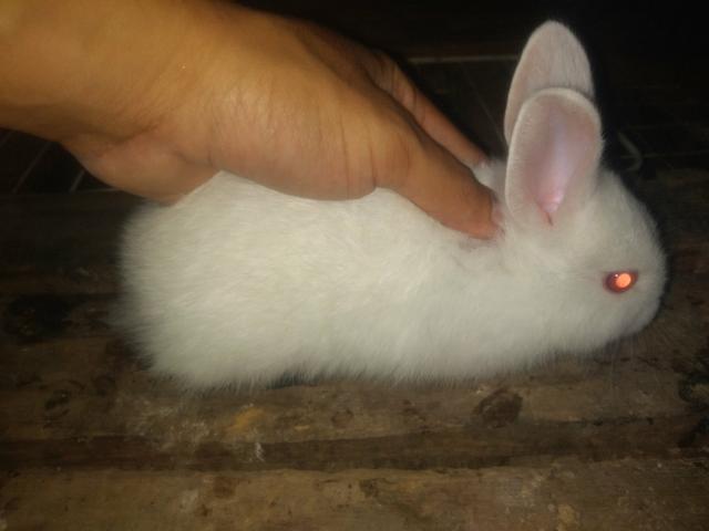 Coelhos nova Zelândia branco