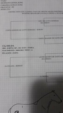 Égua da Cabanha Lessa Jung - Foto 3