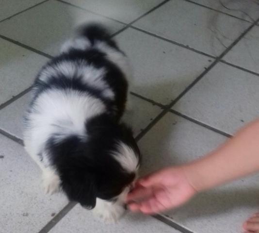 Cachorro da raça Shitzu