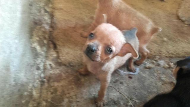 Pinscher zero de verdade. já sem o rabinho - Foto 2