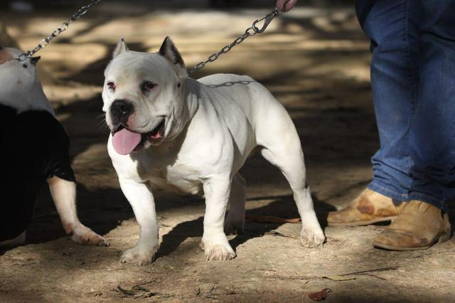American Bully - Foto 4