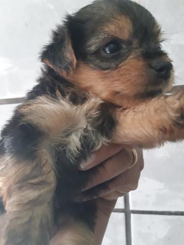 Yorkshire terrier