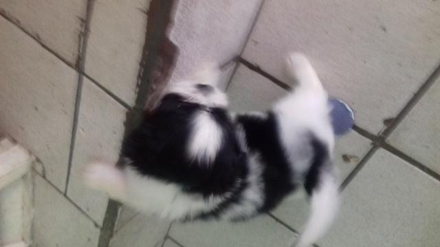 Cachorro da raça Shitzu - Foto 2