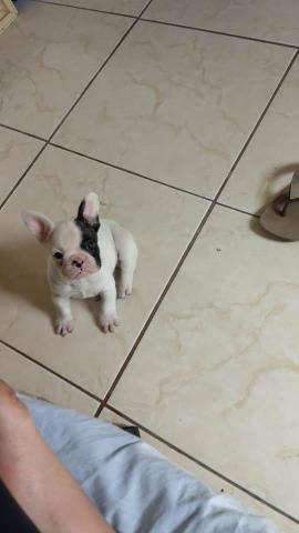 Bulldog Francês macho