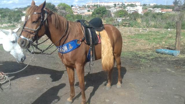 Cavalo