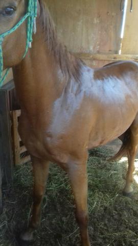 Cavalo - Foto 3