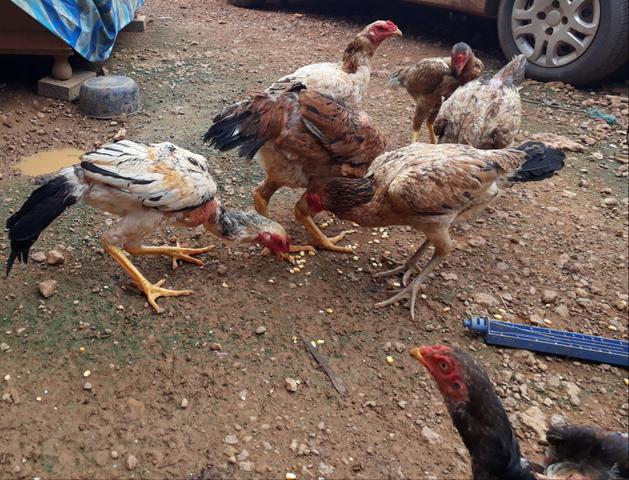 Galinhas e galo de raça - Foto 3