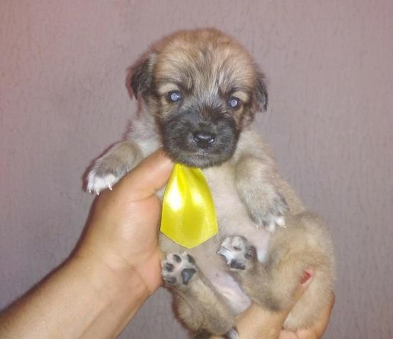 Poodle com york valor 150 - Foto 2