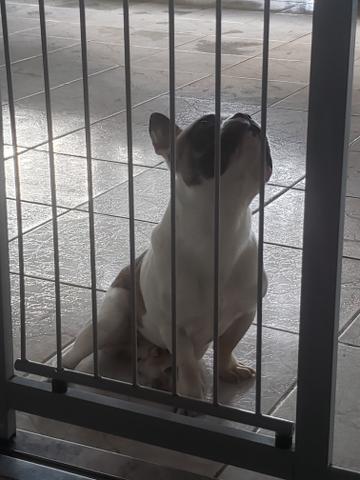 Bulldog frances - Foto 4