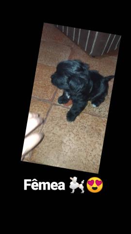 poodle com shituz - Foto 2