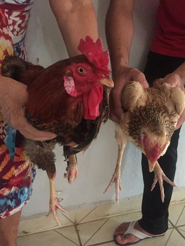 Galo e galinha