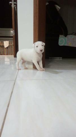 Bull terrie inglês