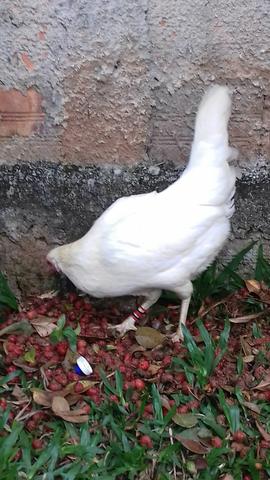 Galos bankivas - Foto 2
