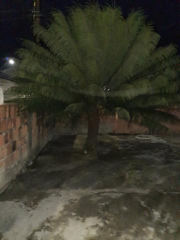 Palmeira ornamental - Foto 3