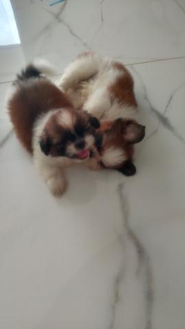Vendo Cachorro da Raça shih tzu - Foto 4