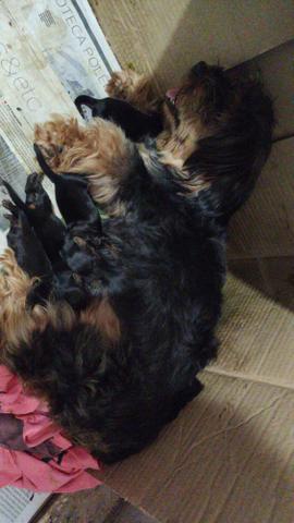 Cachorro Yorkshire filhotes recém nascidos - Foto 3