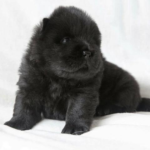 Chow-chow laranjinha/creme e pretinho, machos e femeas