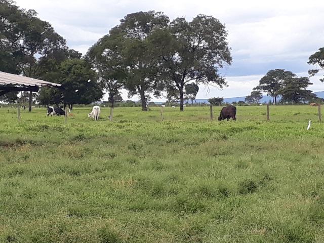 Área para confinamento ou laticínio na comunidade olho dagua na BR 364 a 30 km de Cuiabá - Foto 9