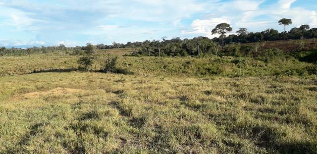 Fazenda em Roraima na BR210 - Caroebe - Foto 4