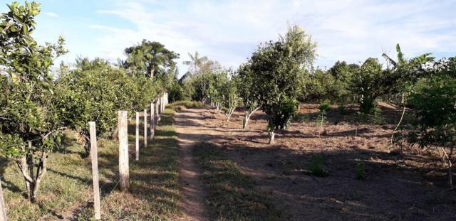 Fazenda em Roraima na BR210 - Caroebe - Foto 8