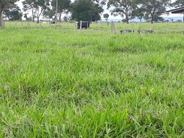 Área para confinamento ou laticínio na comunidade olho dagua na BR 364 a 30 km de Cuiabá - Foto 15