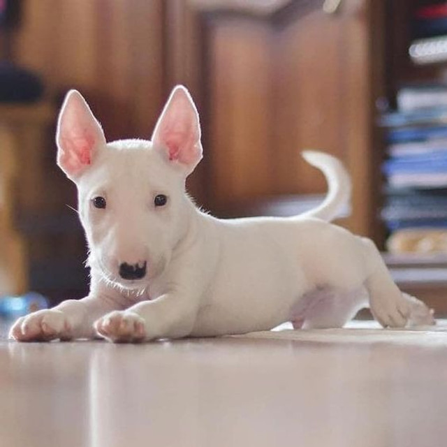 Olx cachorro bull terrier Clearance