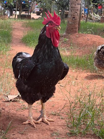 Galinha GSB Balão Sertanejo de Baixa Grande 