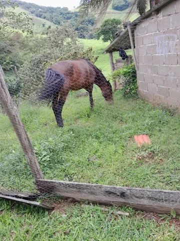 Cavalo de cela - Animais para agropecuária - Borda da Mata 1256806947