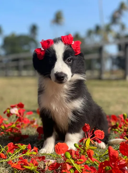 Lindeza de 4 patas 