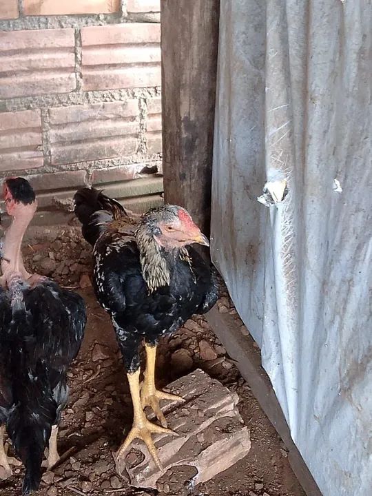 Vendo frangos e galos - Foto 3