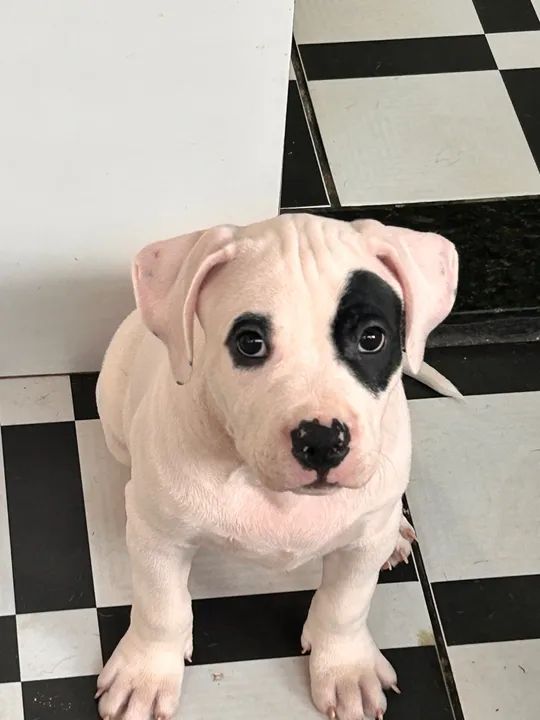 FILHOTE PIT MONSTER DE PROCEDÊNCIA PREÇO DE OCASIÃO - Foto 4