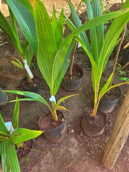 Mudas Frutíferas Enxertadas  - Foto 5
