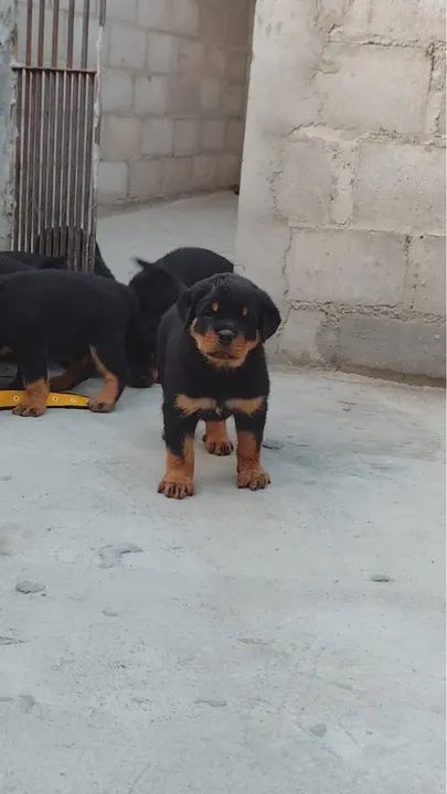 Filhote de Rottweiler - Foto 2