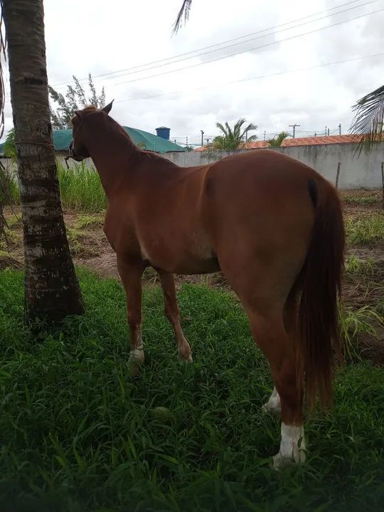 Cavalo de vaquejada  - Foto 2