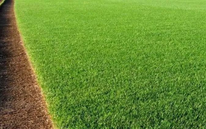 Grama Para Campos,Jardim,Represas etc 