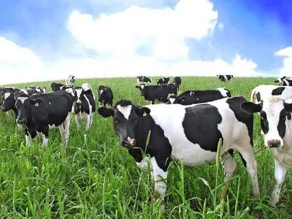Vacas Girolando Leiteiras - Produção Alta em até 12 X - Foto 3