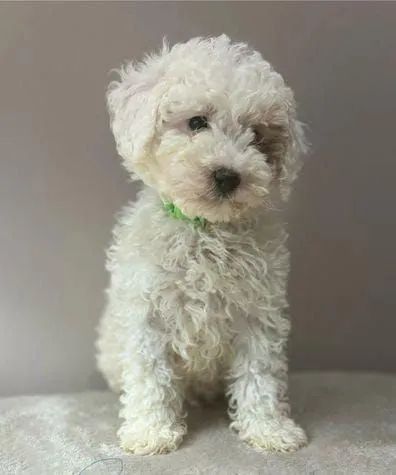 Filhotes de Poodle fofurinhas  - Foto 2